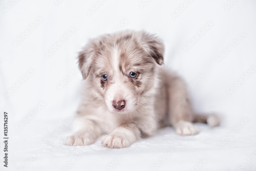 portrait of puppy border collie