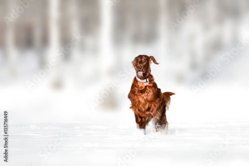 Fototapeta Naklejka Na Ścianę i Meble -  Red irish setter dog in snow field