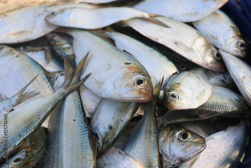 Fish caught from the sea