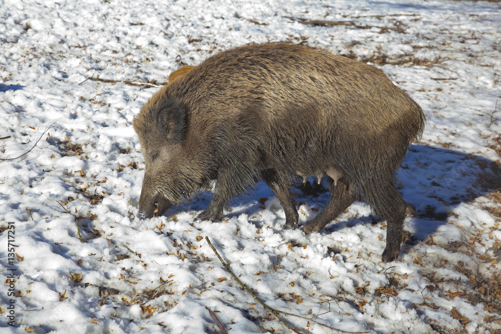 Wildschwein beim schnüffeln im Winter Wildschwein beim schnüffeln im Winter