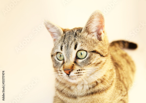 Fototapeta Naklejka Na Ścianę i Meble -  yavru kedi