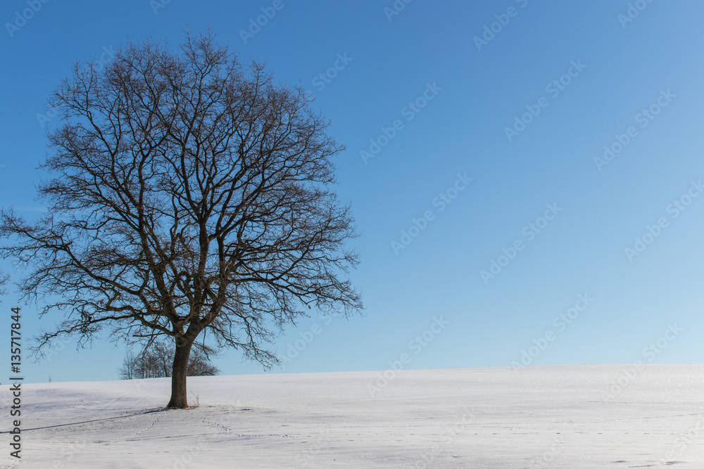 Fototapeta premium Einsamer Baum