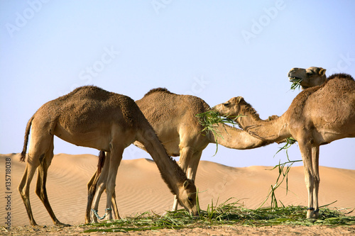 Kamele in der W  ste bei Dubai  Vereinigte Arabische Emirate  Naher Osten