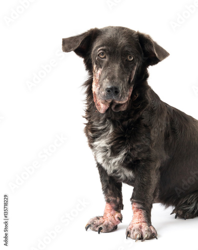 Fototapeta Naklejka Na Ścianę i Meble -  Dog sick leprosy skin problem with white background