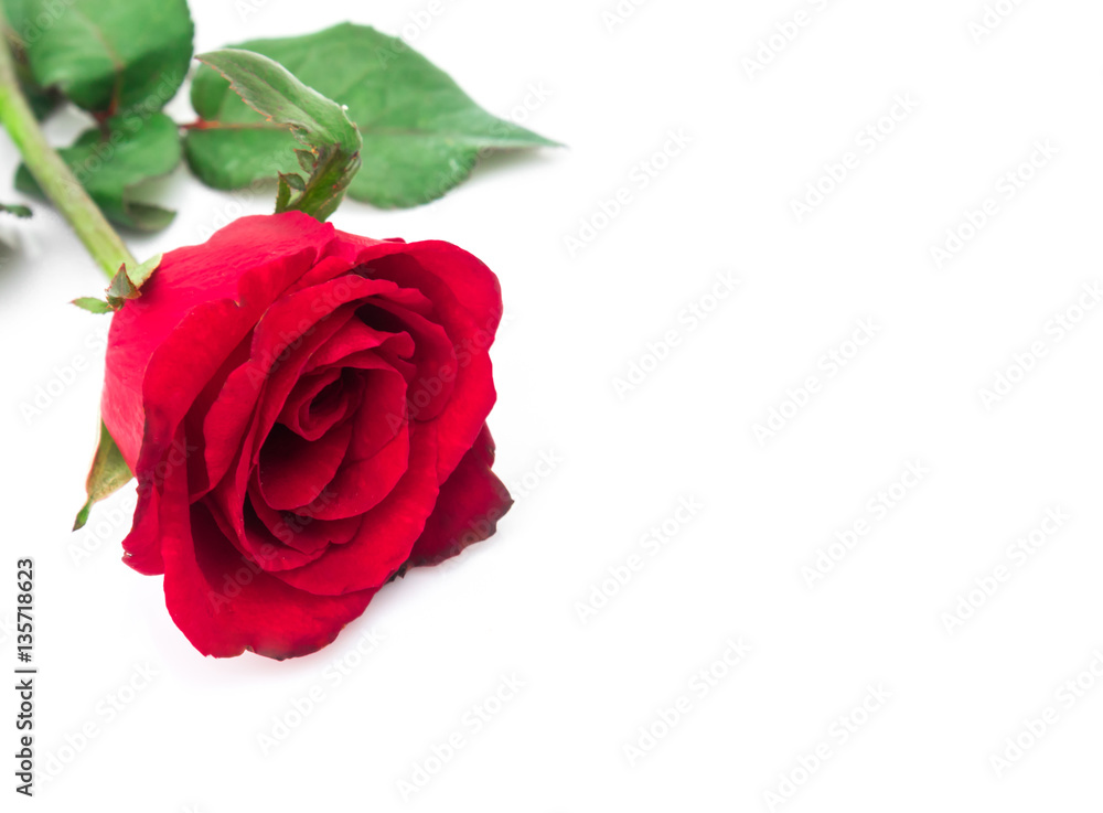 Closeup red rose color on white background, love and romantic co Closeup red rose color on white background, love and romantic co