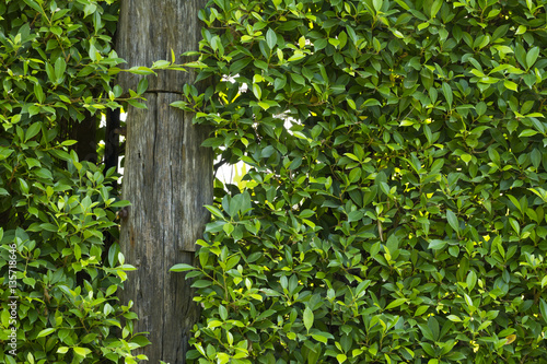 Green natural bush fence or boundary wall