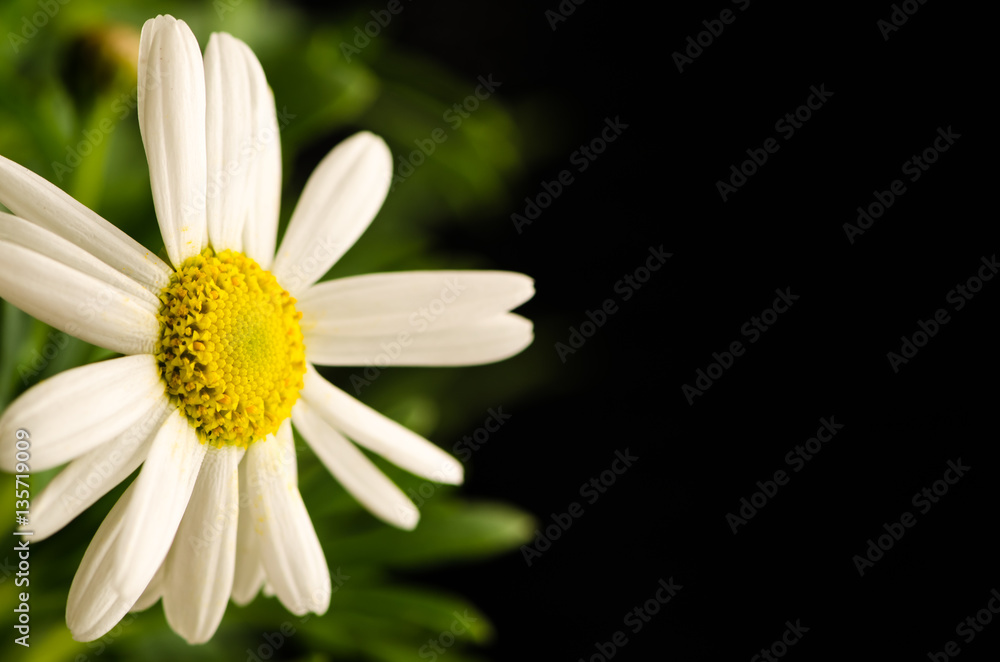 Fototapeta premium funeral concept with chrysanthemum flower