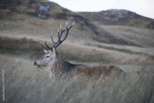 Red Deer on Jura