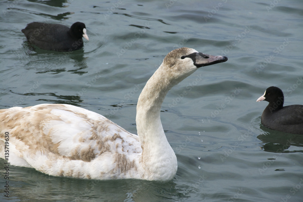 Swans and ducks dives