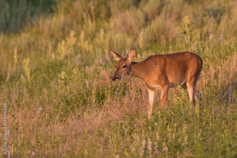 Whitetail Deer Doe Whitetail Deer Doe