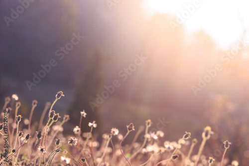 Sunlight on meadow flowers in the morning