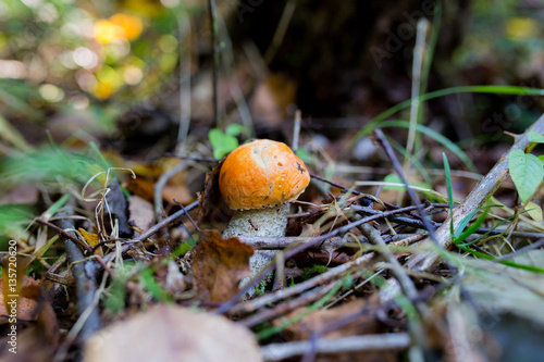 Beautiful mushroom in the forest(orange-cap boletus)