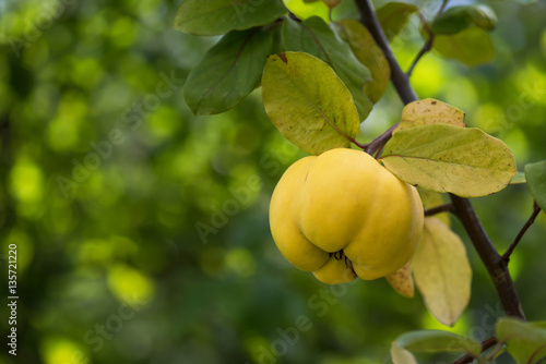 Papier peint One yellow ripe quince on a branch with beautiful bokeh and with copy space