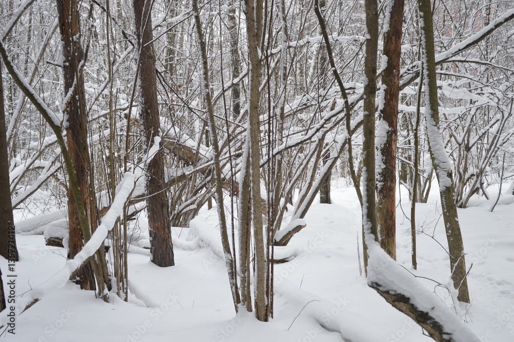 Fototapeta premium snowy forest