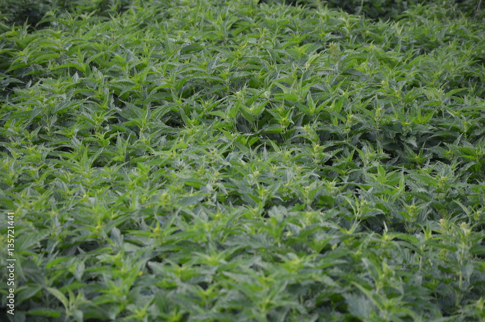nettles nettles