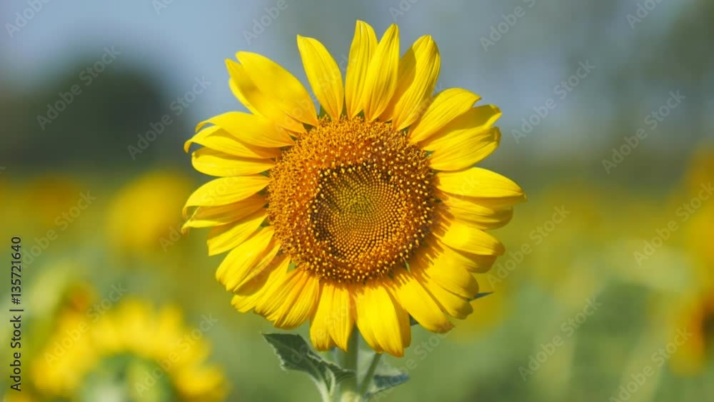 Slow motion of sunflower with mountain and sky Slow motion of sunflower with mountain and sky