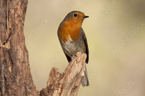 European robin. Erithacus rubecula