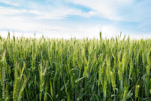 Wheat fields, summer