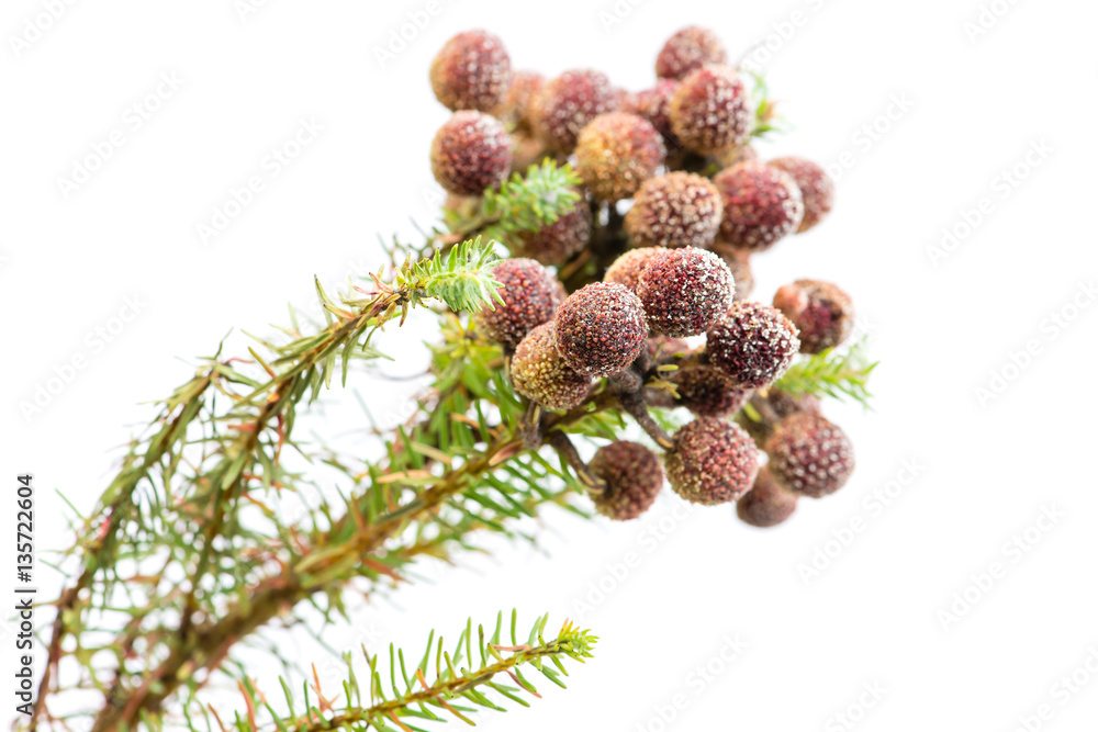 Fototapeta premium Brunia exotic plant closeup isolated on white background