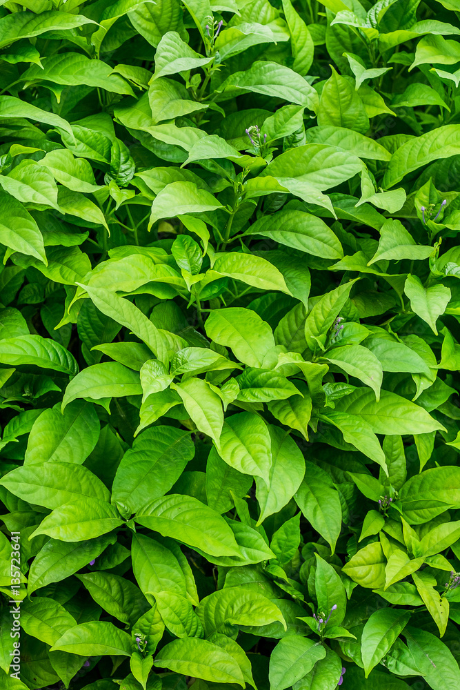 Obraz premium green leaves background