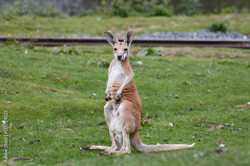 Jeune kangourou roux