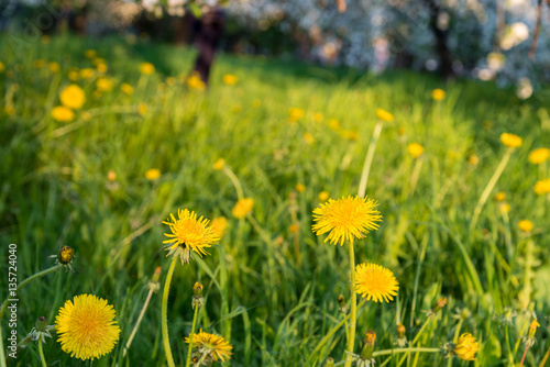 yellow dandelion on meadow in spring time