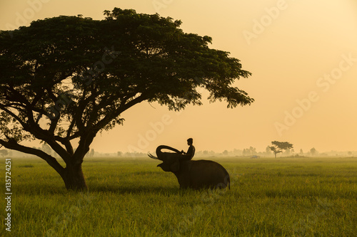silhouette elephant and mahout