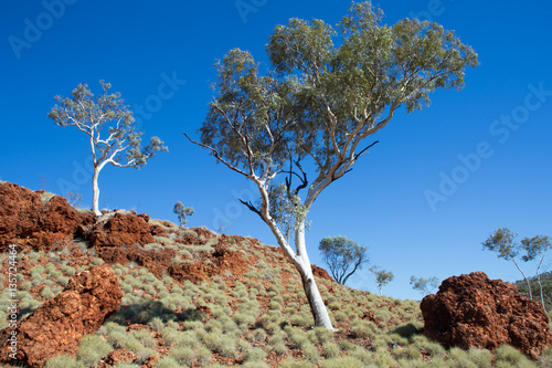 Gum trees on a hill near Kalamina Gorge, Karijini NP, WA