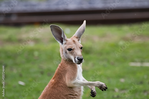 Jeune kangourou roux