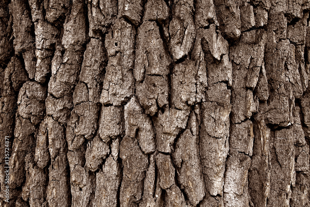 tree bark tree bark