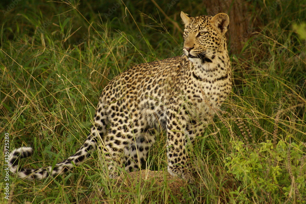 Obraz premium leopard