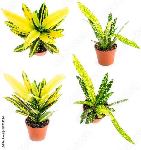 Set of pot plant with yellow-green leaves - codiaeum, isolated o photo