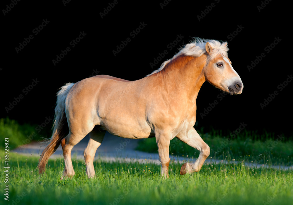 Yellow horse running in summer. Big fat horse trot on black background. Yellow horse running in summer. Big fat horse trot on black background.