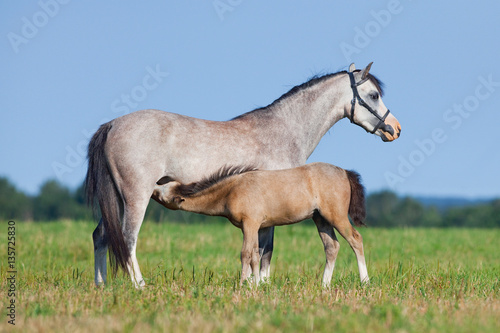Mare and foal in field. Horses eating grass outside. Two horses grazing in summer.