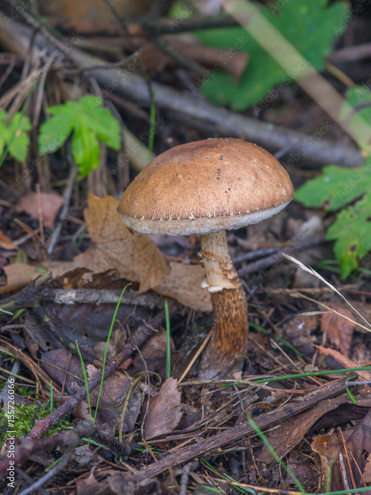Mushroom in the forest Mushroom in the forest