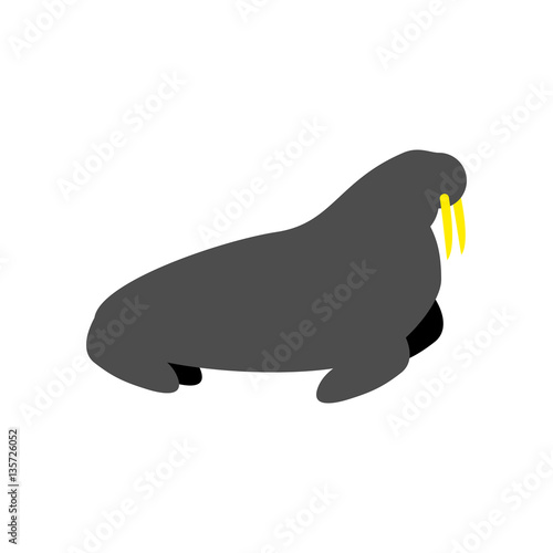 Walrus solated. sea calf on white background. Animal north pole.