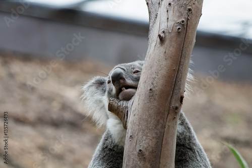 Photography Koala bouche ouverte et ses petites dens