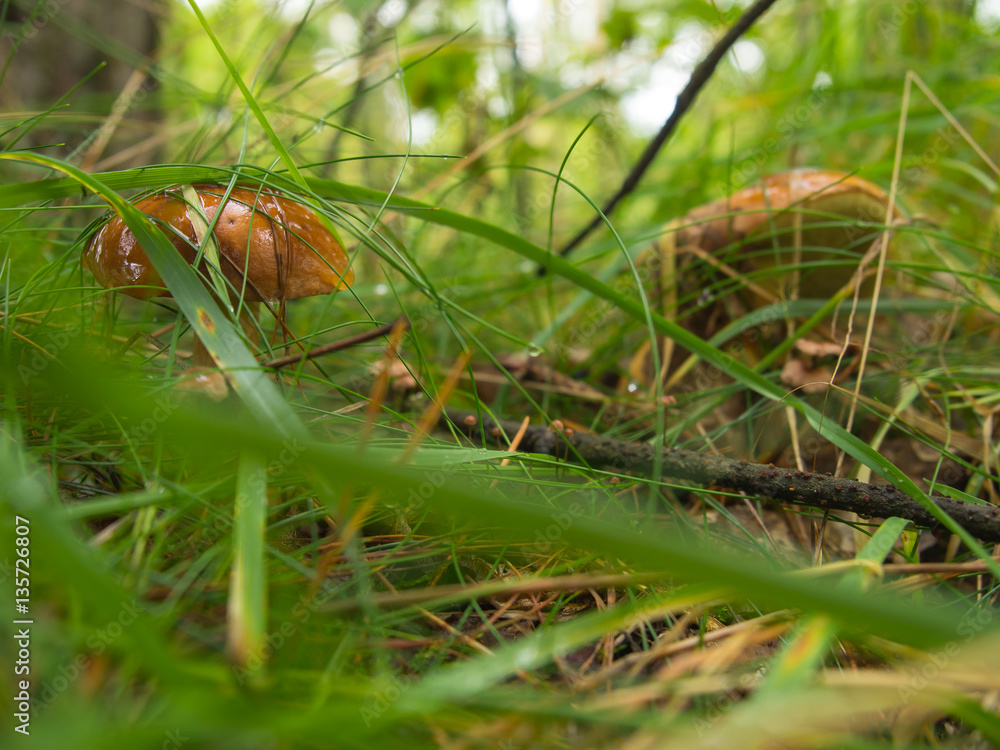 Mushroom in the forest Mushroom in the forest