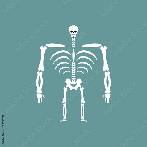Human skeleton isolated. Skull and Bones. Spine and ribs