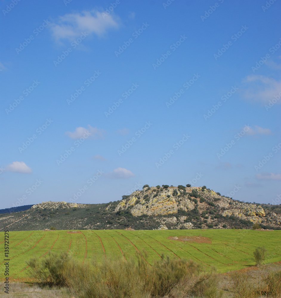Wheat field next to the mountains, and a blue sky with clouds background (2)