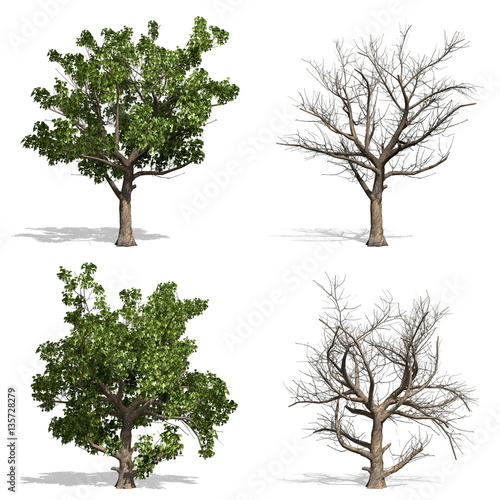 sycamore_1