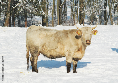 big beige cow in the snow on sunny winter day © mysikrysa