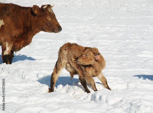cute young calf cleaning itself in winter