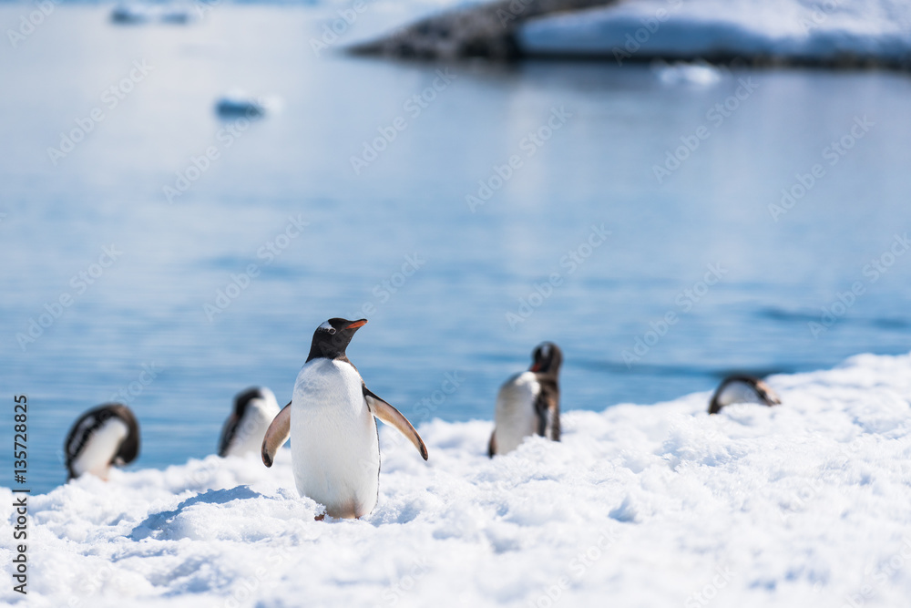 Obraz premium Antarctica 