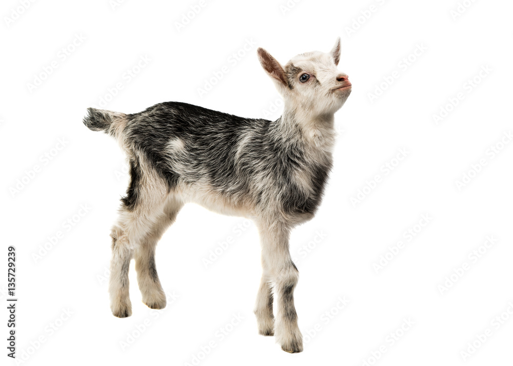 small goats isolated small goats isolated