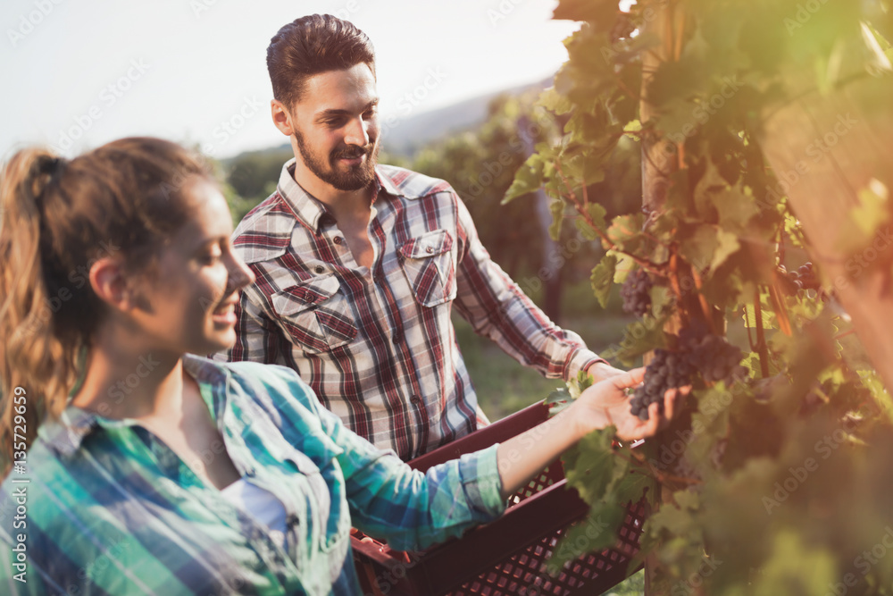 Winegrowers harvesting grapes in vineyard