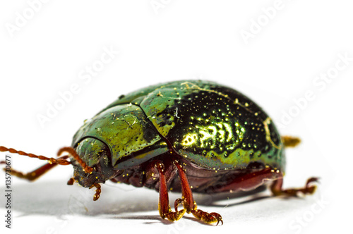 Green red and orange beatle macro close up