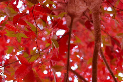 Maple, Leaf, Phukradueng, Loei, province thailand thai photo