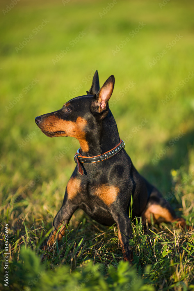 Miniature Pinscher Miniature Pinscher