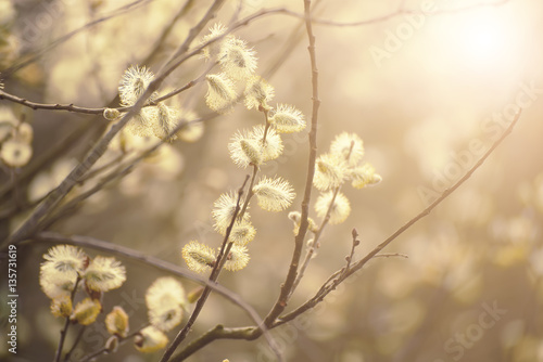 Blooming willow branch in springtime, seasonal sunny easter vintage background with copy space